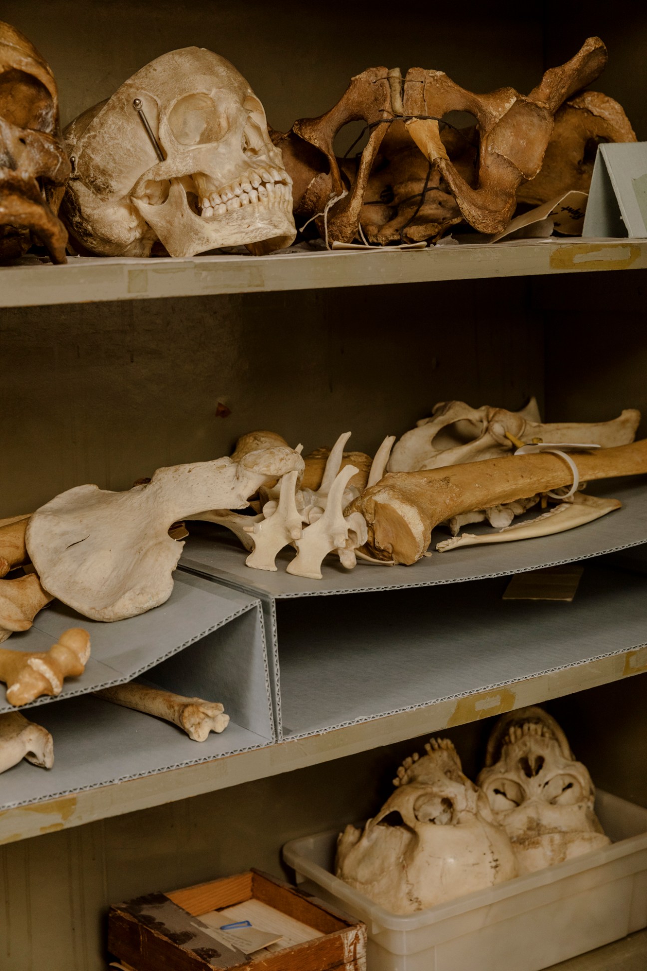 Shelves displaying skeletal bones and plaster casts in the Art Students League plaster studio.