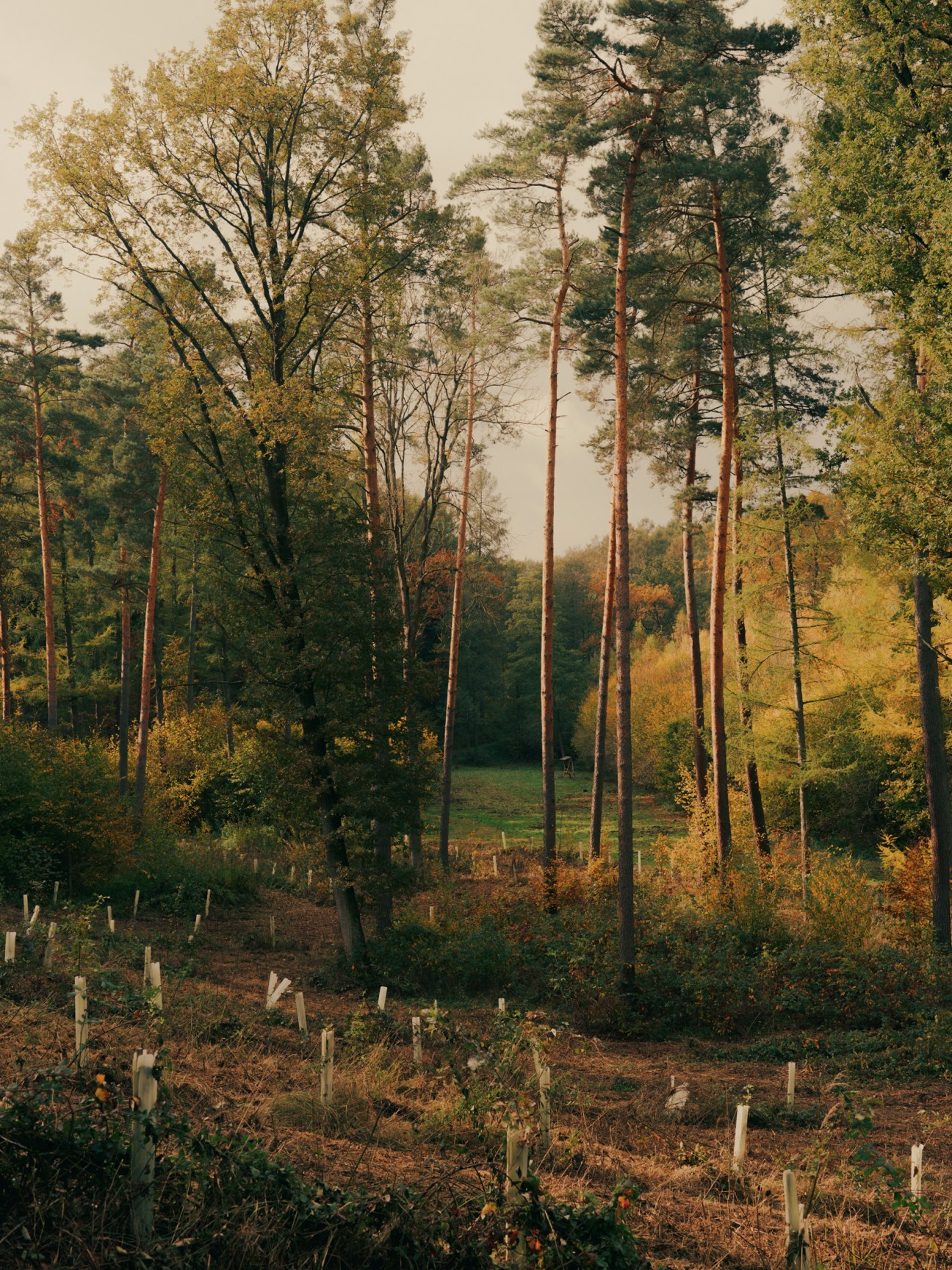 Forest landscape with tall pine trees and white wooden markers planted among autumn foliage and undergrowth.