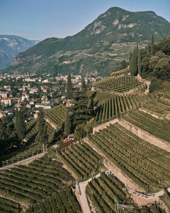 Terraced vineyards on rolling hillsides surrounding Bolzano, Italy, with mountains and valley town in distance.