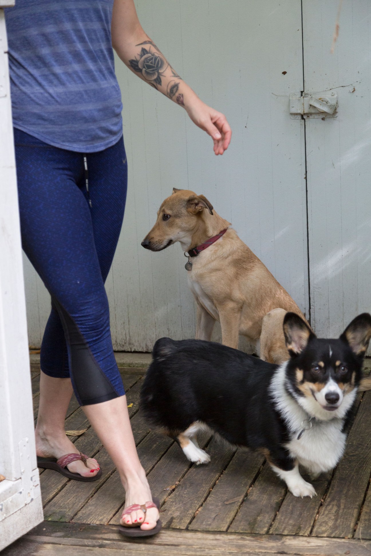 Person with tattooed arm standing with two dogs on a wooden deck.