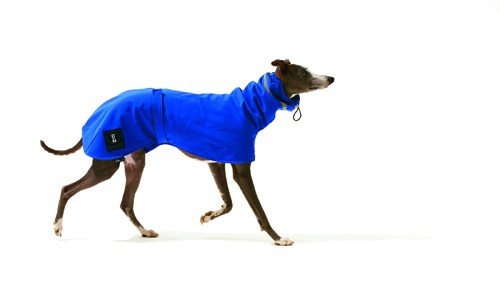 A lean dog wearing a bright blue fleece-lined full bodysuit with reflective strips.