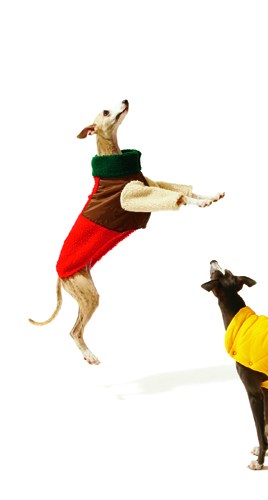 Dogs wearing colorful coats and outerwear jumping in the air.