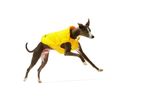 Lean dog wearing a bright yellow quilted coat against white background.