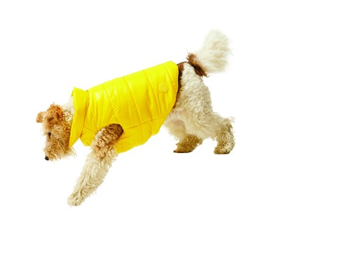 Small dog wearing a bright yellow quilted puffer jacket.