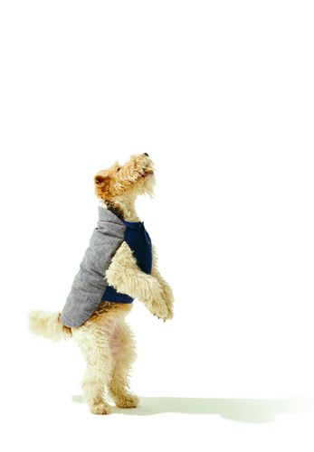 Small dog wearing a grey and navy quilted coat standing on hind legs.