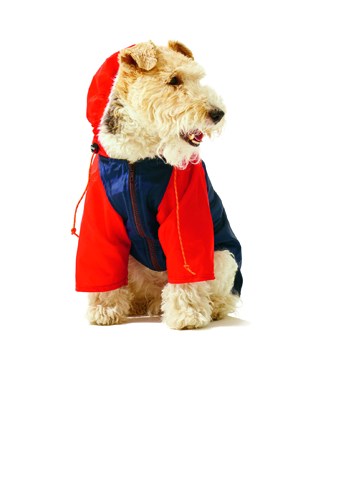 Terrier wearing red nylon raincoat with hood and raglan sleeves from Wagwear.