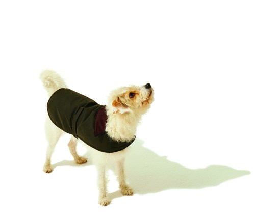 Small dog wearing a black waxed-cotton Barbour coat with tartan lining and corduroy collar.