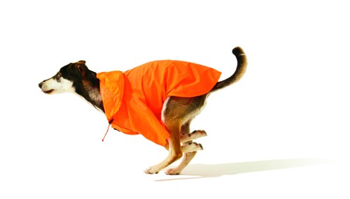 Small dog wearing a bright orange zip-up nylon raincoat from Wagwear.