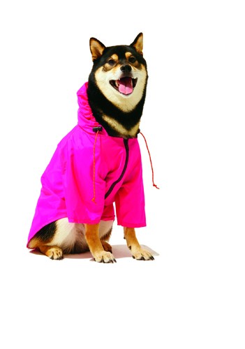 A Shiba Inu wears a bright magenta zip-up nylon raincoat by Wagwear.