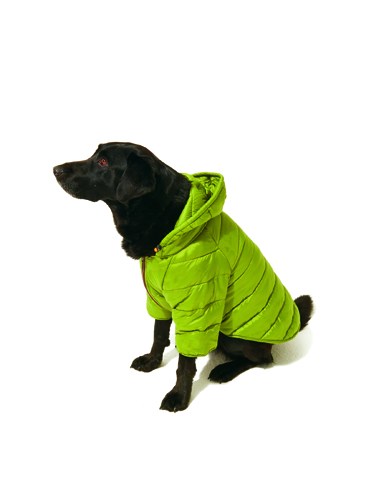 Black dog wearing a bright lime green quilted puffer jacket with hood.