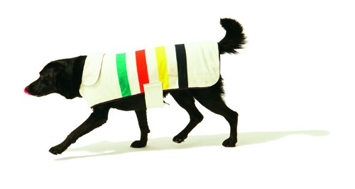Small dog wearing a Pendleton fleece coat with quilted underside in US National Parks stripes.