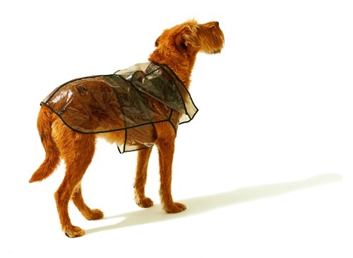 Brown dog wearing a transparent mackintosh raincoat by Poldo Dog Couture
