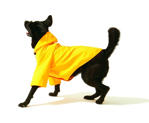 Small black dog wearing a bright yellow technical raincoat.