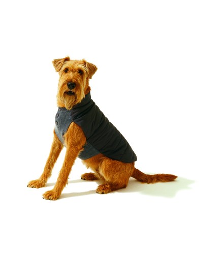 Terrier wearing Mungo & Maud's Beetle coat with merino wool and quilted puffer layers.