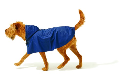 Golden dog wearing a blue fleece coat standing against white background.
