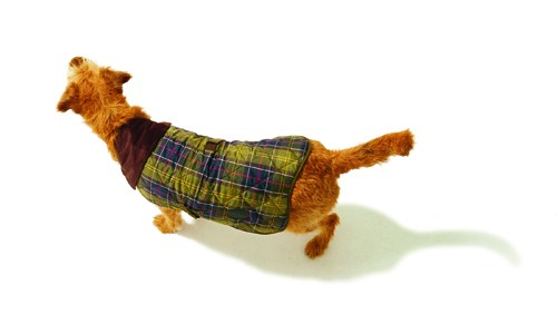 A small dog wearing a Barbour quilted tartan coat with strap and buckle detail.