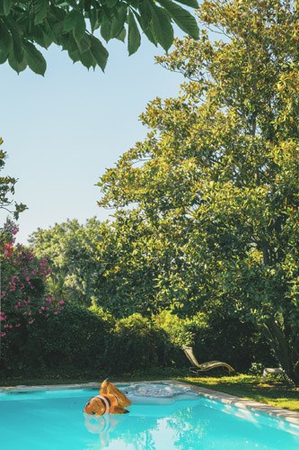 Swimming pool surrounded by lush green trees and foliage in sunlight.