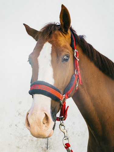 Brown horse with white blaze wearing a red and navy halter.