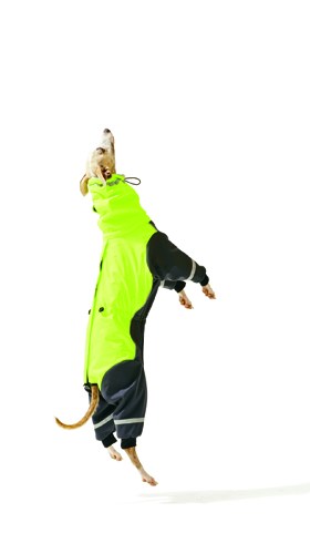 Small dog wearing a neon yellow and black fleece-lined full bodysuit with reflective strips, jumping against white background.