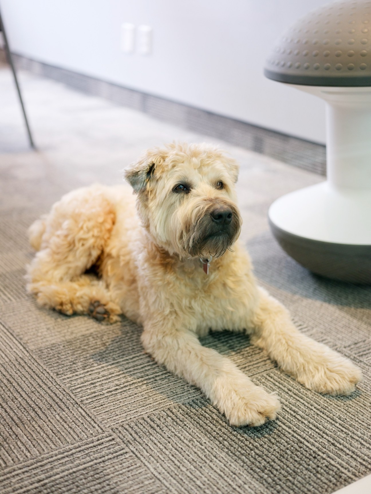 Bobby, a four-year-old Wheaten terrier, lies on an office carpet near food and water bowls.