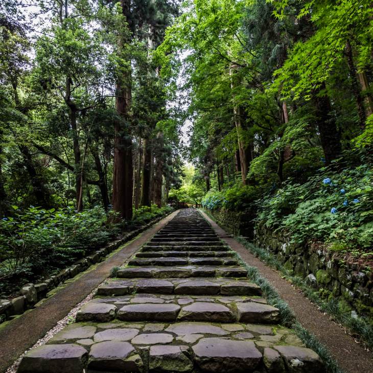 Stone pathway lined with tall cedar trees and moss-covered stone walls in a forested area.