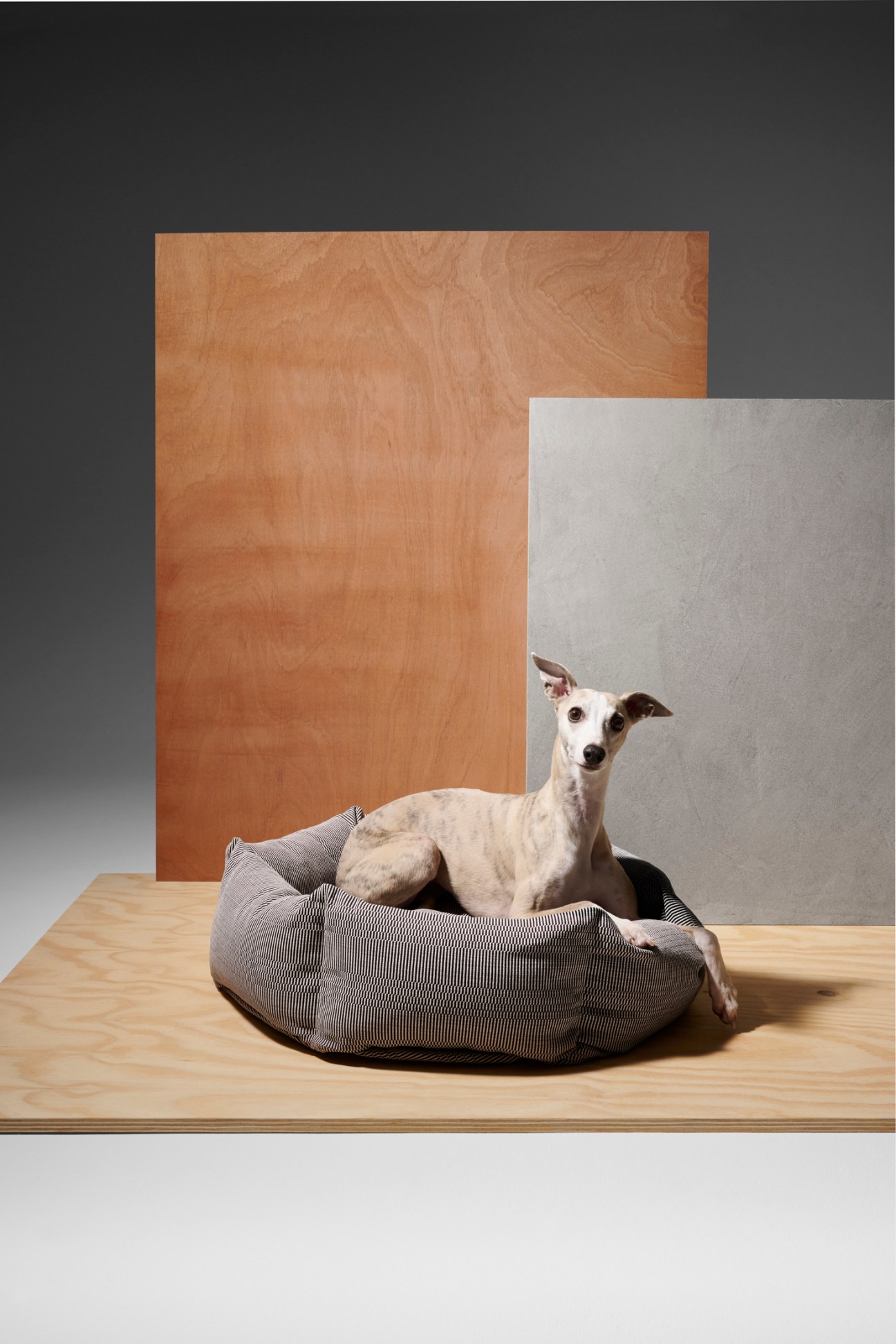 dog bed