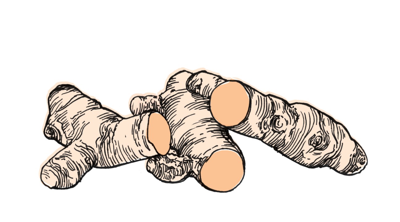 Illustration of turmeric root with cross-sections showing the golden-orange flesh inside.