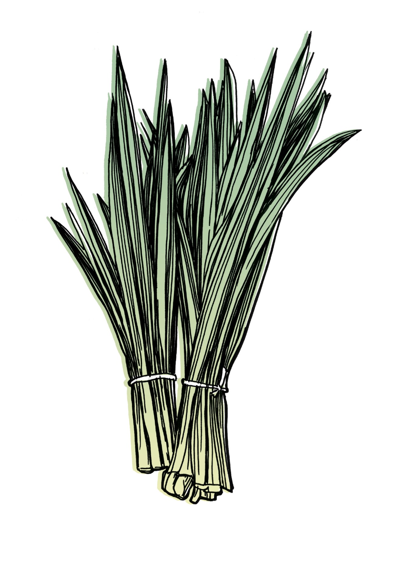 Illustration of pandan plant with blade-like green leaves bundled together.