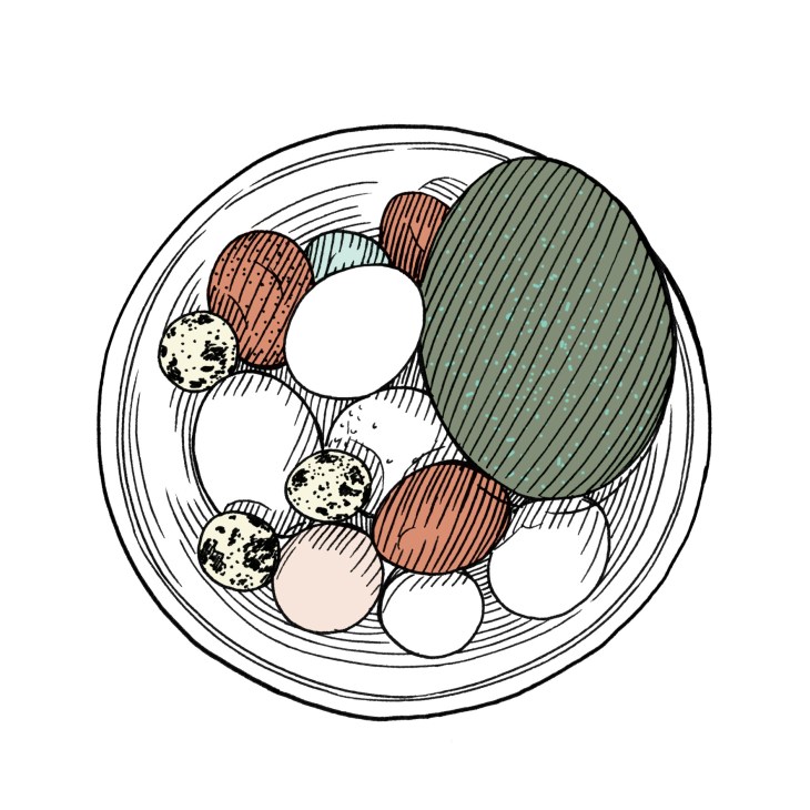 Illustration of emu eggs in various colors and sizes arranged in a circular bowl.