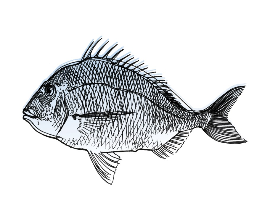 Black and white line illustration of a porgy fish, also known as sea bream, shown in profile.