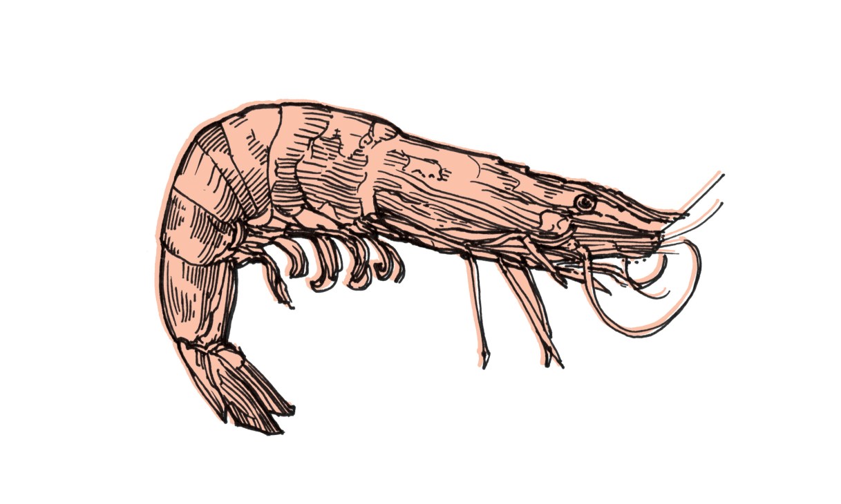 Illustrated line drawing of a prawn in peach and brown tones on white background.