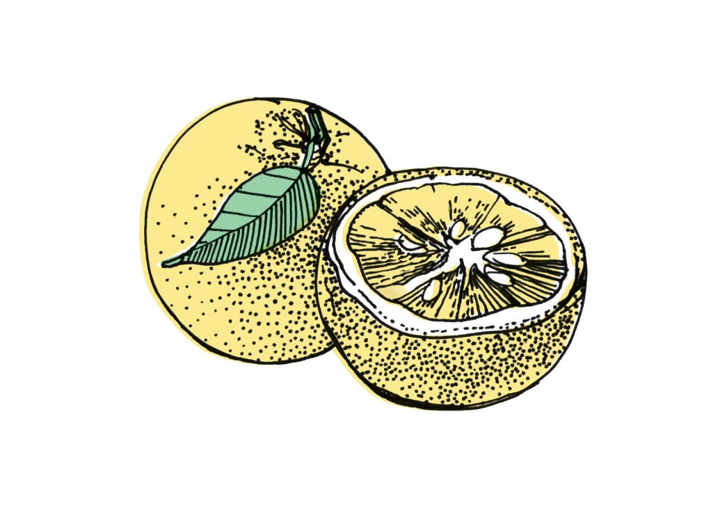 Illustration of a yuzu citrus fruit whole and cut in half showing segmented interior.