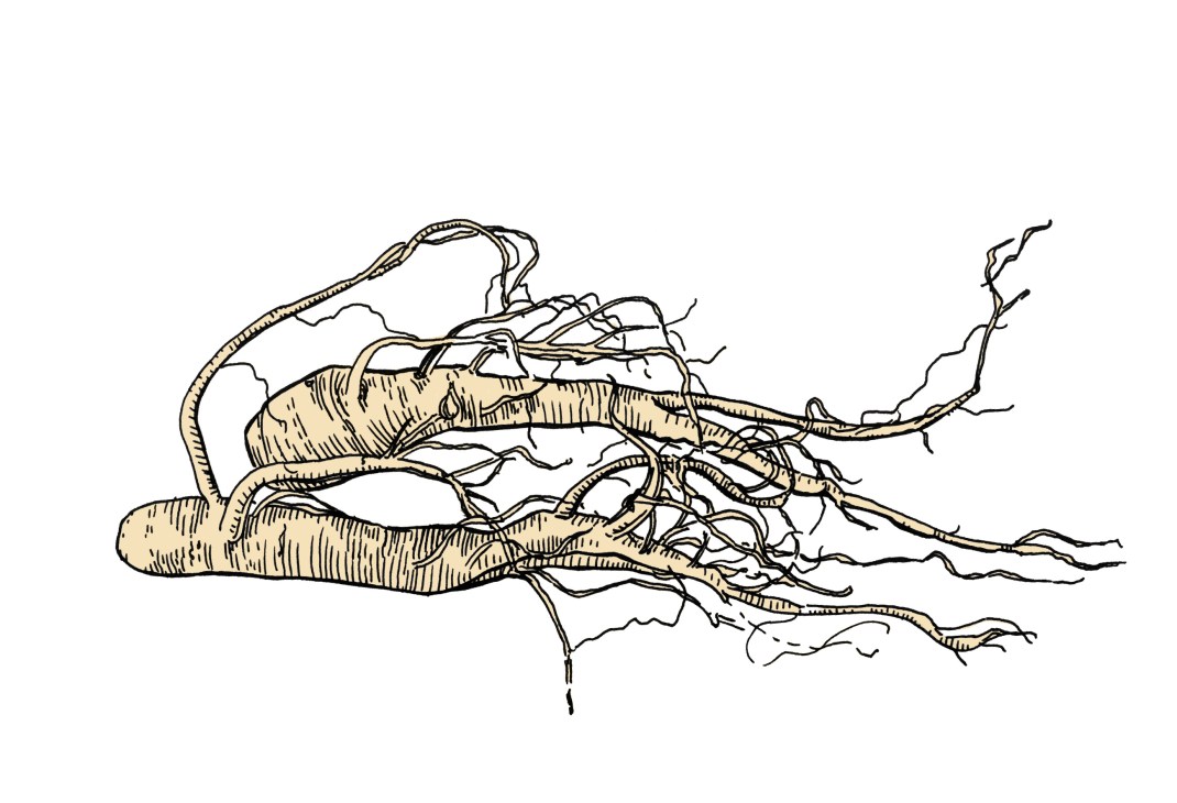 Illustration of ginseng root with branching tendrils and leafy stems.