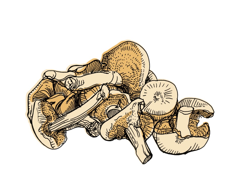 Illustration of various hedgehog mushrooms with tan and brown coloring and detailed line work.