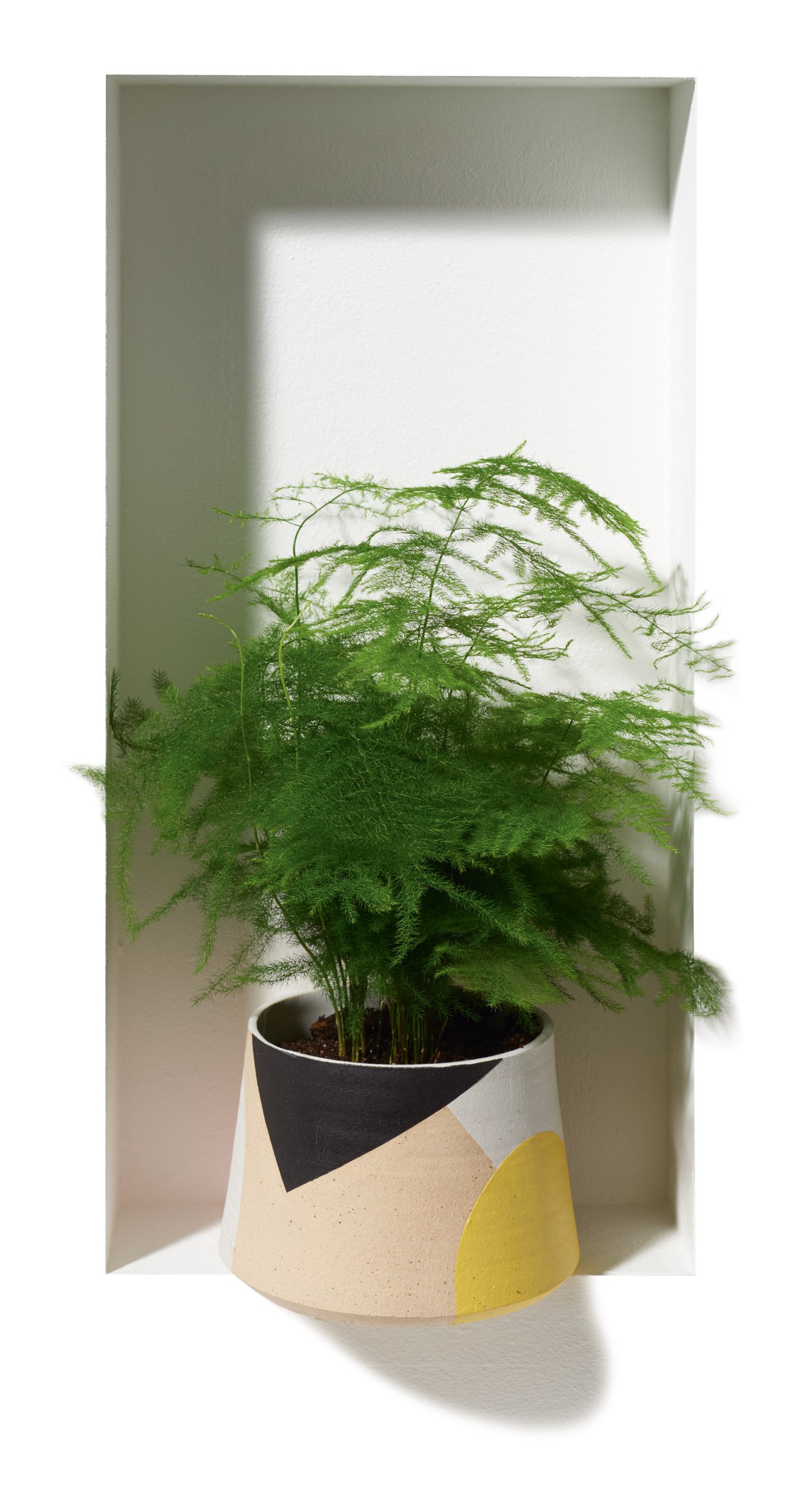Milo Made ceramic vase with geometric black, yellow and cream pattern holding an asparagus fern plant.