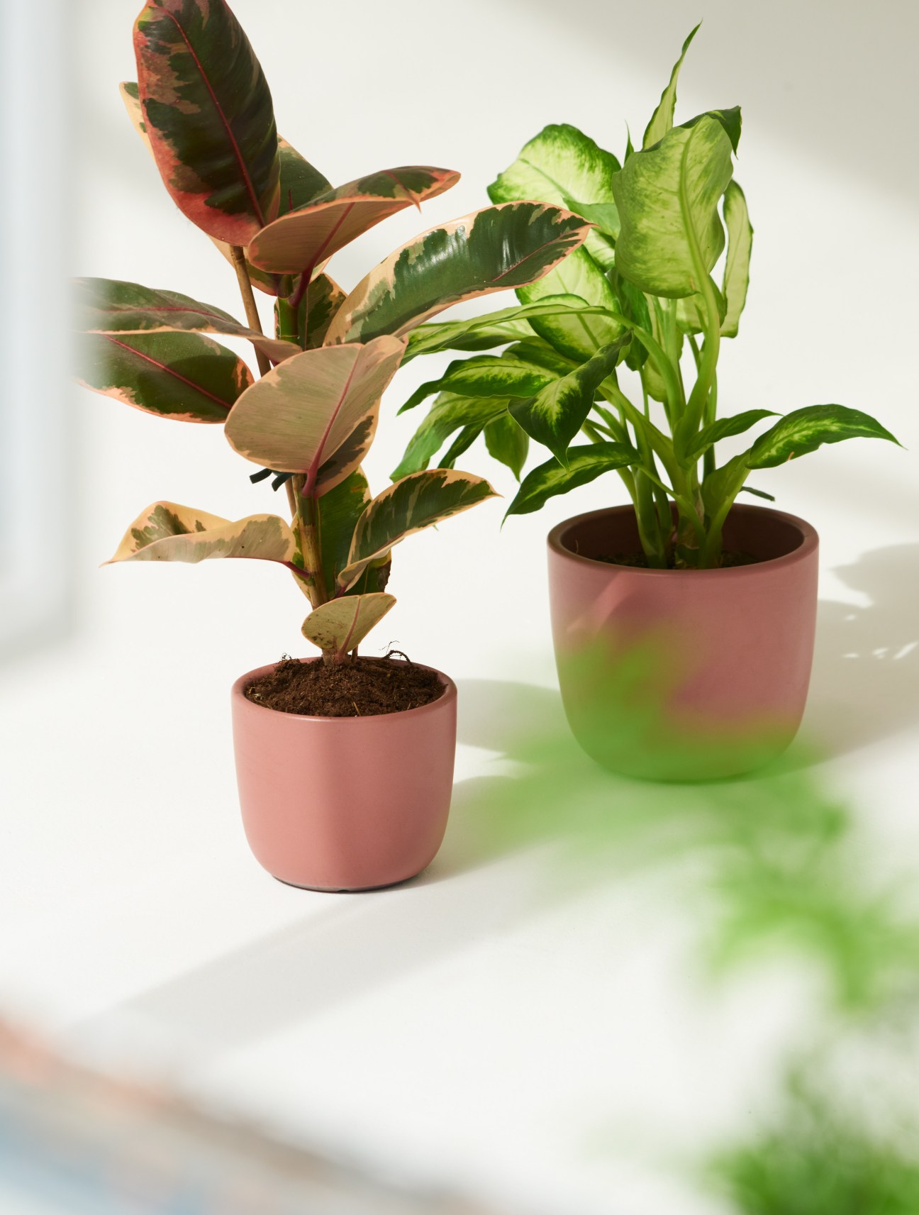 Two potted plants in pink ceramic planters from Sueki Ceramics against a white background.