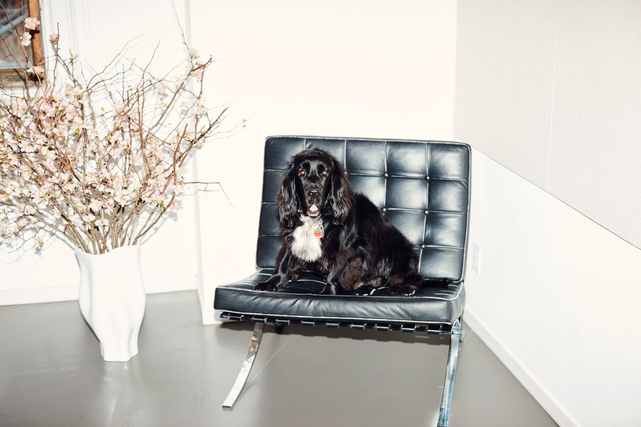 English field spaniel Oscar sitting on a black leather modernist chair in an office.