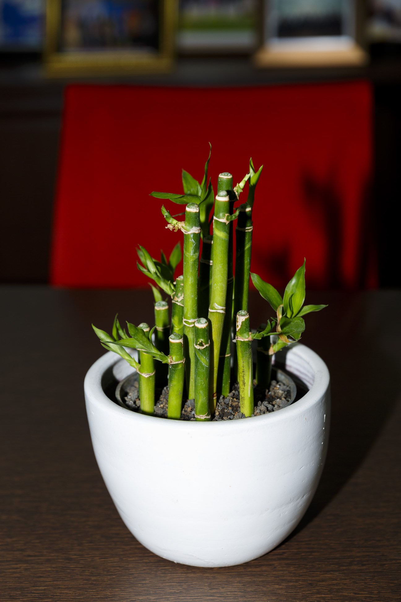 Lucky bamboo plant in white ceramic pot against red background.