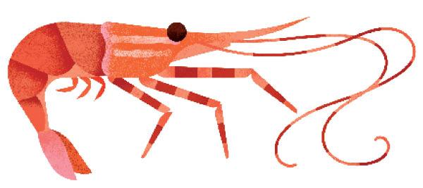 Fresh spot prawns with pink shells and long antennae arranged on ice