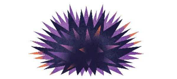 Purple sea urchin with spiny exterior and orange roe visible