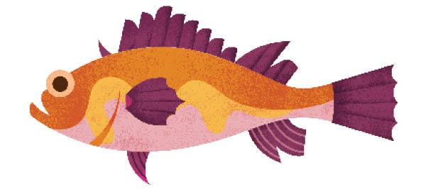 Colorful illustrated fish with orange body, purple fins and distinctive markings
