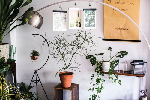 Interior of Tumbleweed plant shop displaying potted plants, hanging planters, and botanical accessories on white walls.