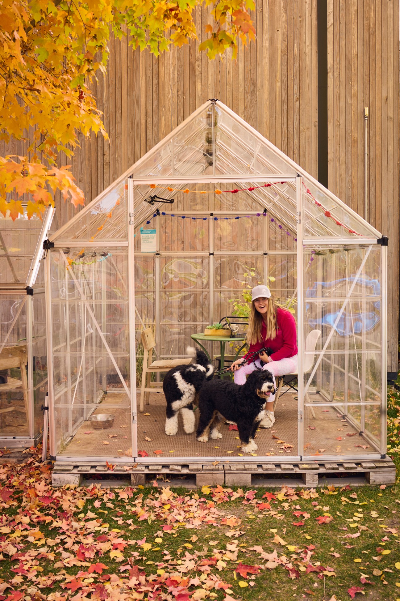 Woman in white cap and burgundy sweater sits in transparent greenhouse with two black and white dogs.