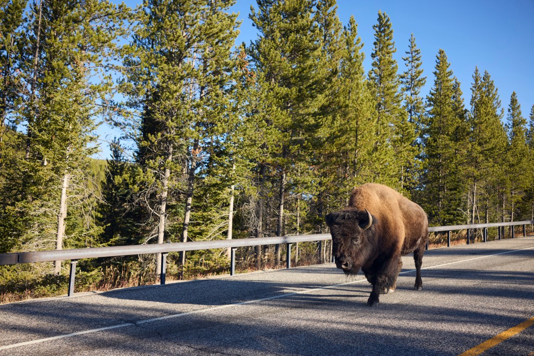 A bison crosses a paved road through coniferous forest in Yellowstone National Park.