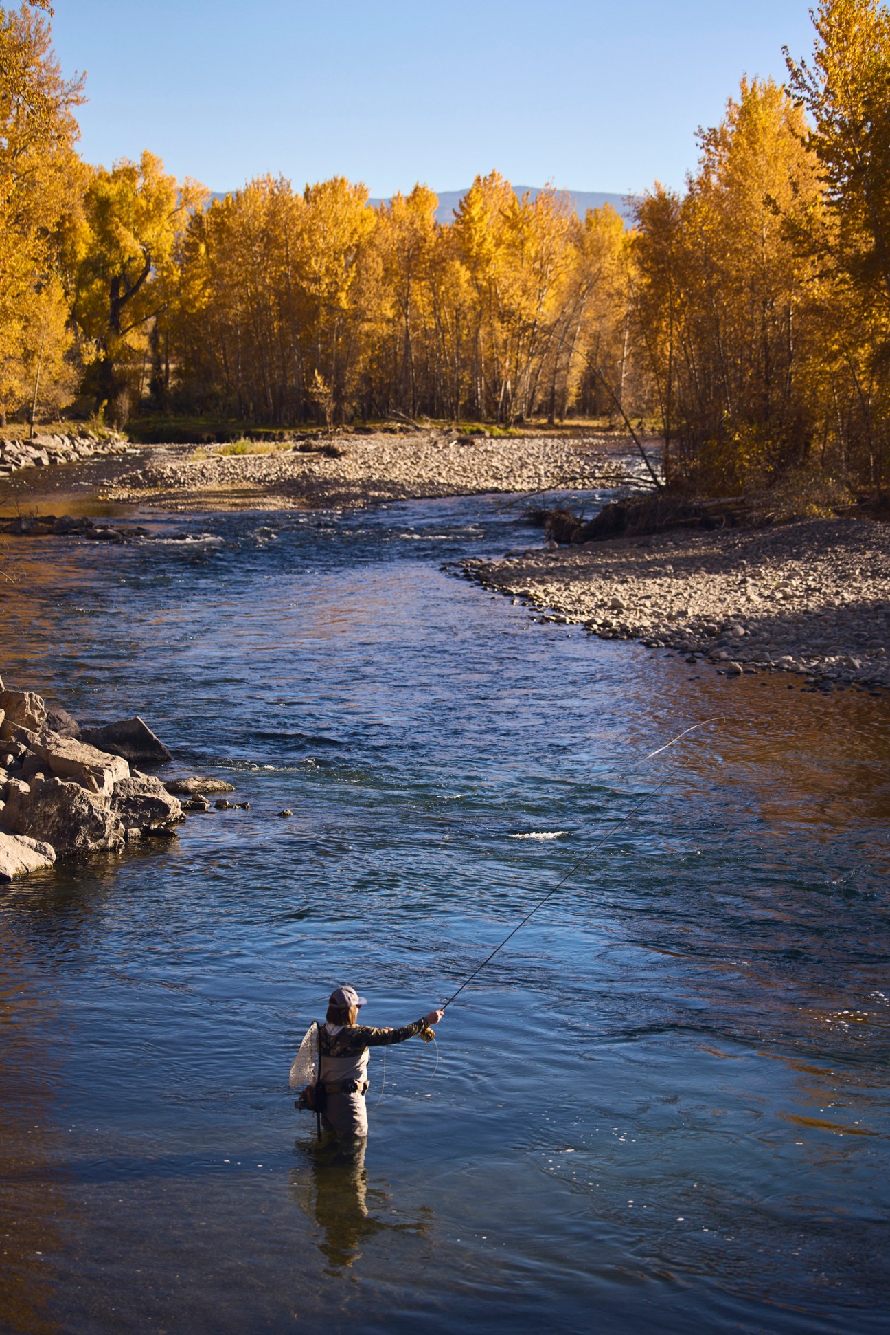 A person fly fishing in a river surrounded by golden autumn trees and mountains in Bozeman, Montana.