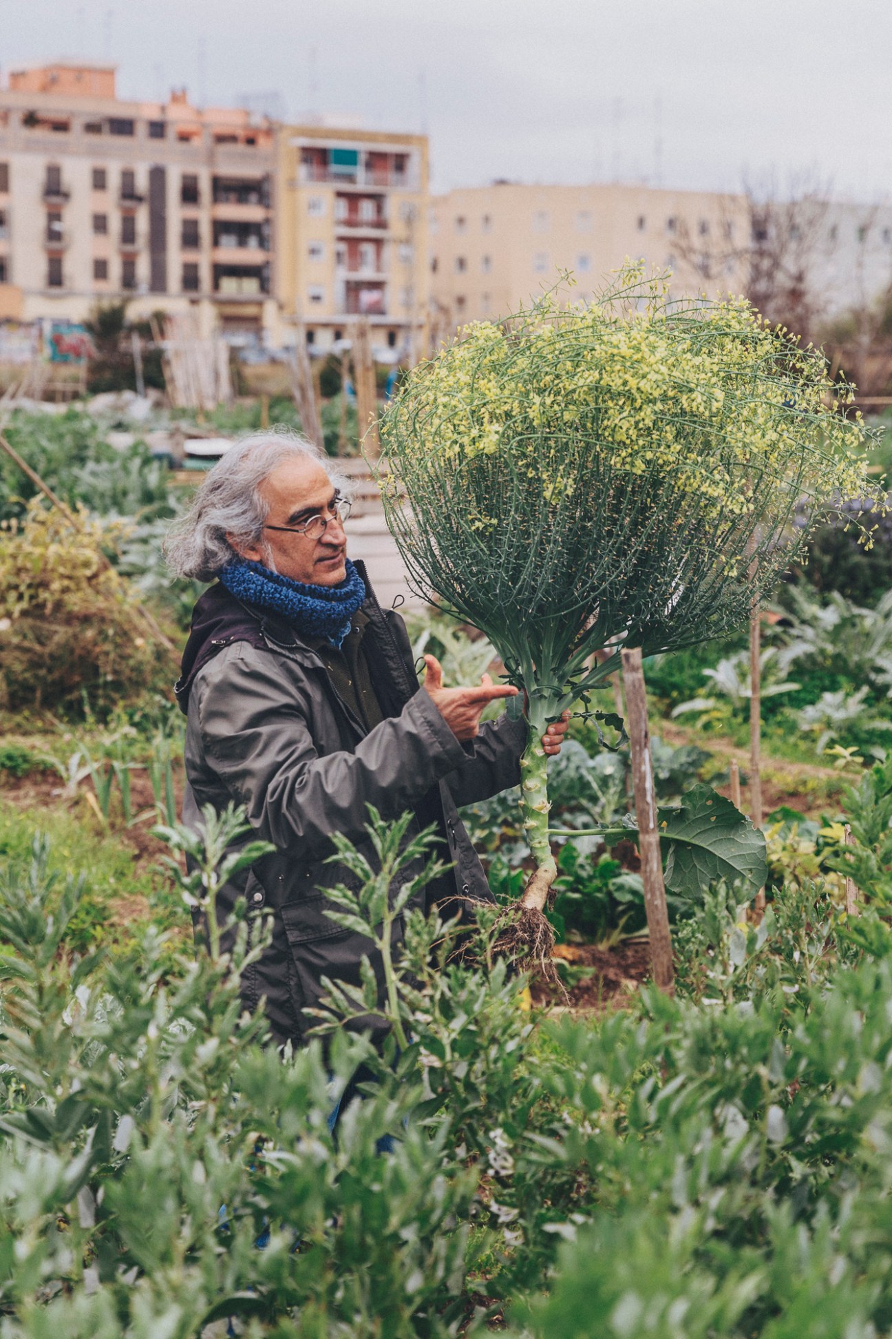 Arturo Sanz holding a large leafy vegetable with wire protection in community garden with apartment buildings behind