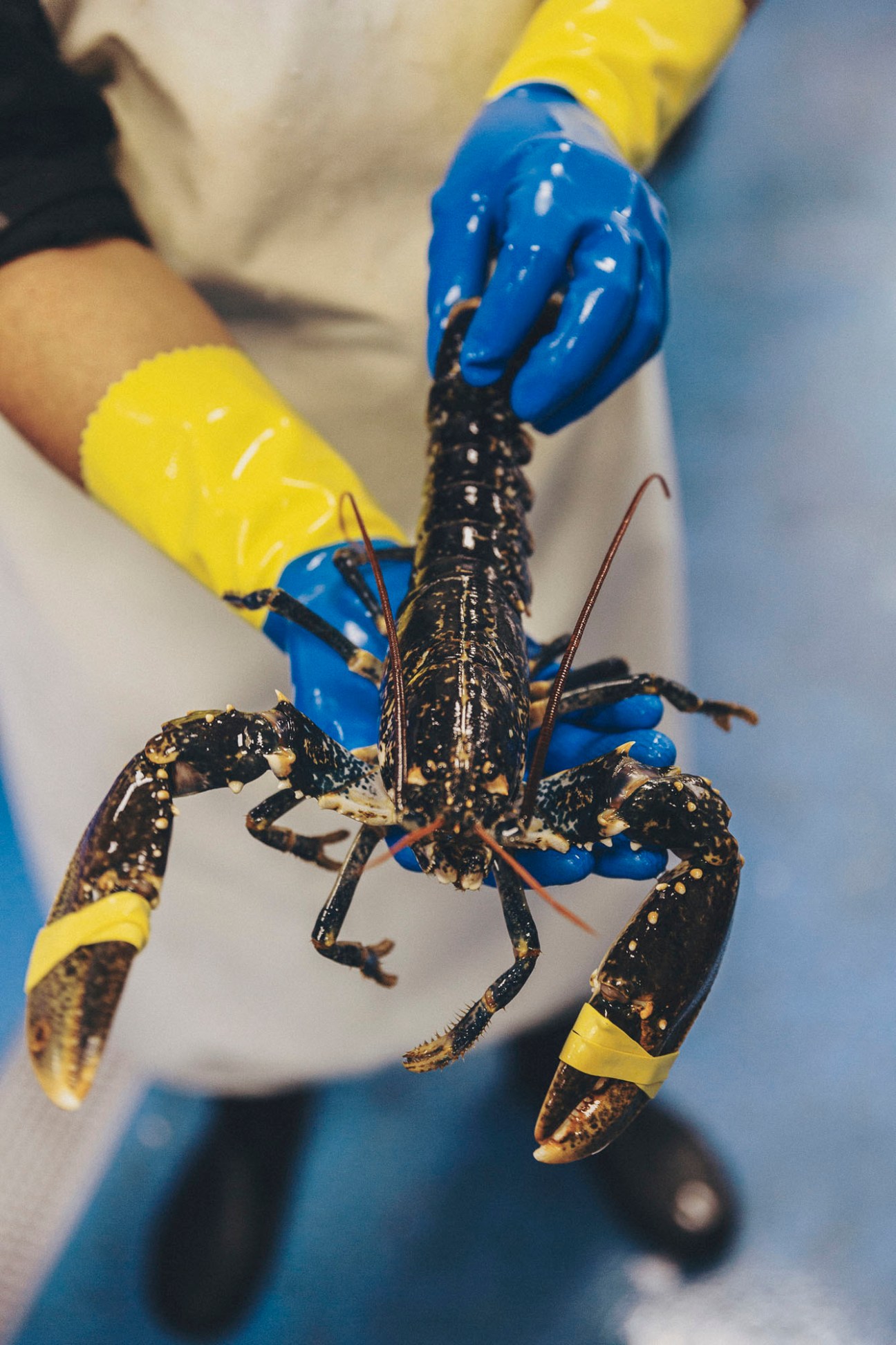 Fresh lobster held in blue-gloved hands at Pescado y Mariscos Bomar seafood shop