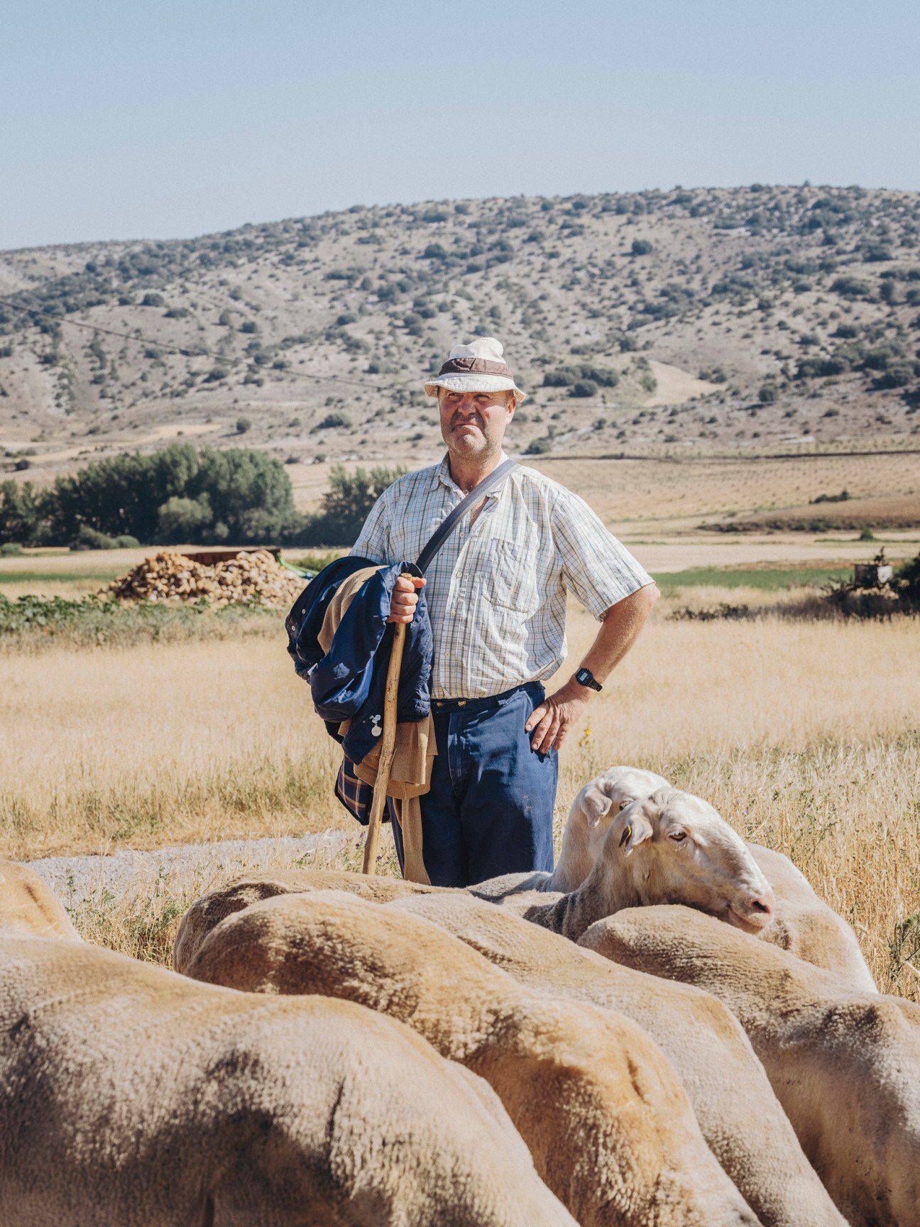 A shepherd with walking stick stands among his flock of sheep in rural countryside