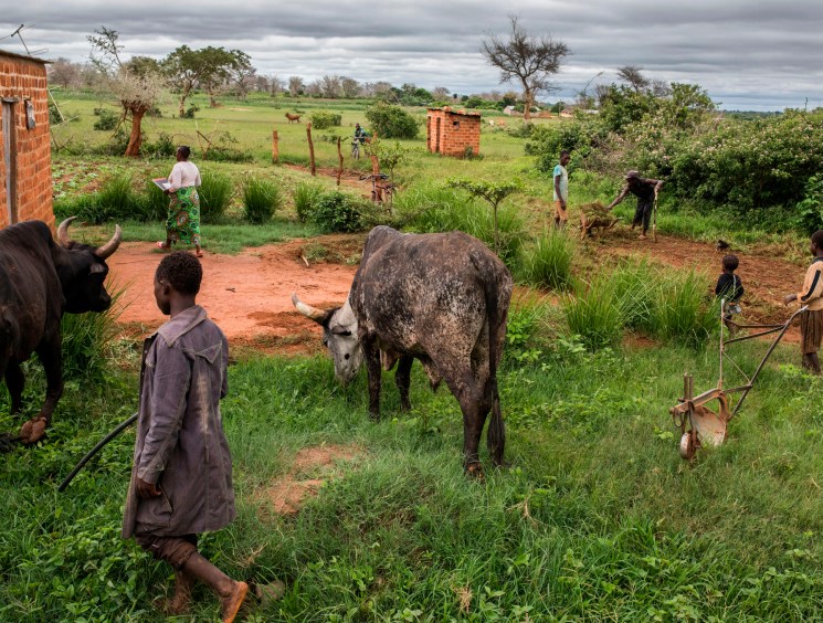 Rural farming scene with cattle grazing and people working in agricultural fields