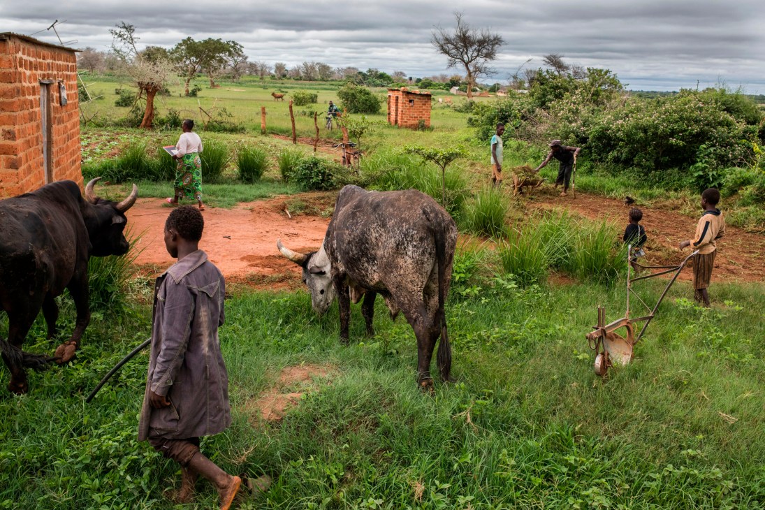 Rural farming scene with cattle grazing and people working in agricultural fields